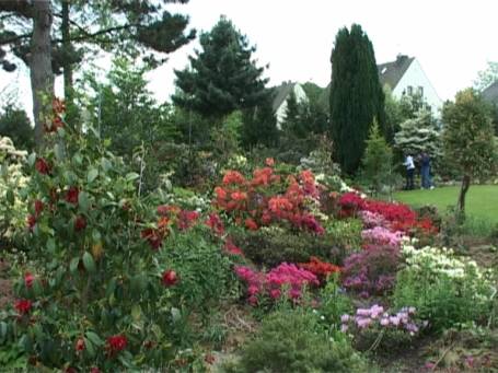 Kranenburg : Weitere Blüten der Azaleen und Kamelien